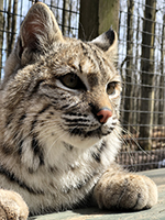 Bobcat, ClaudiaNew.jpg, Bobcat, ClaudiaNew.jpgg